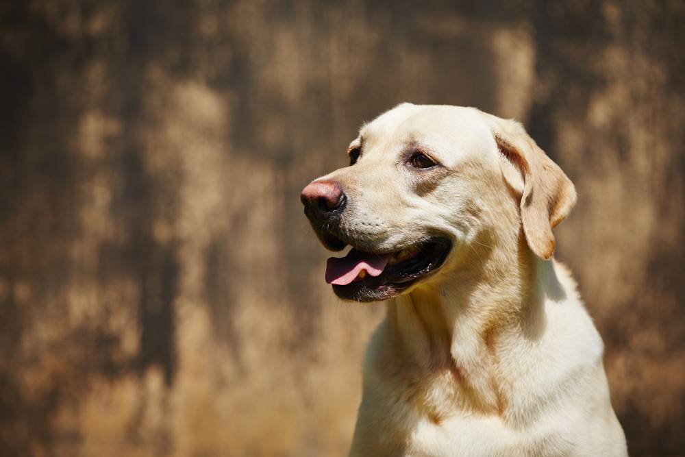 chien2-fi24507289x1000.jpg
